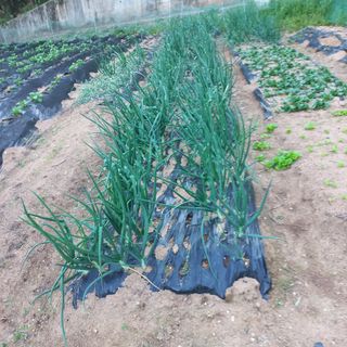 김건우님의 감자 · 영농일지 작성글 사진