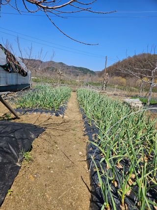 유제상님의 감자 · 영농일지 작성글 사진