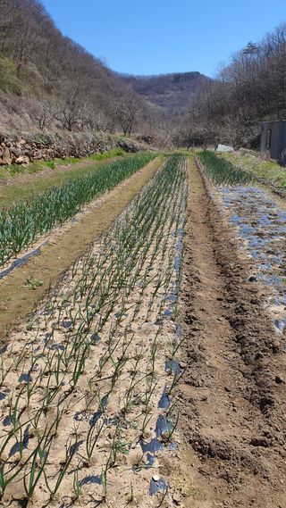 홍광희님의 기타작물 · 영농일지 작성글 사진