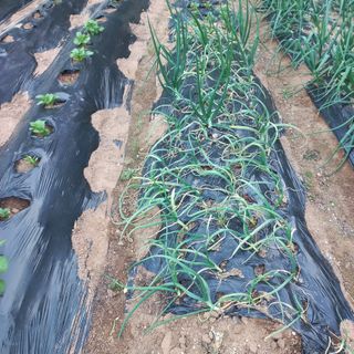 김건우님의 감자 · 영농일지 작성글 사진