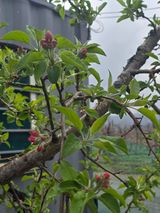 팜모닝 기타작물·영농일지 게시글 이미지