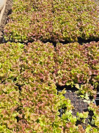 조성민님의 상추 · 영농일지 작성글 사진