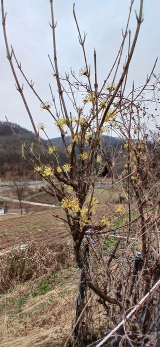 정연섭님의 기타작물 · 영농일지 작성글 사진