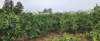 김형철님의 귤 · 영농일지 작성글 사진