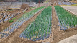 고춘석(고랑과이랑)님의 마늘 · 영농일지 작성글 사진