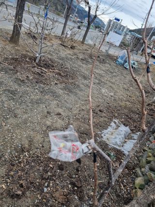 김용대님의 기타작물 · 영농일지 작성글 사진