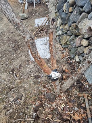 김용대님의 기타작물 · 영농일지 작성글 사진