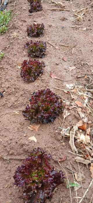 정연섭님의 기타작물 · 영농일지 작성글 사진