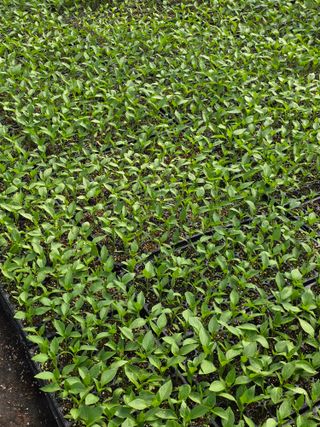 아셀모종님의 기타작물 · 영농일지 작성글 사진