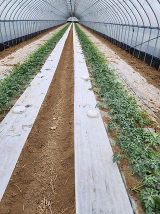 김저팔계님의 기타작물 · 영농일지 작성글 사진