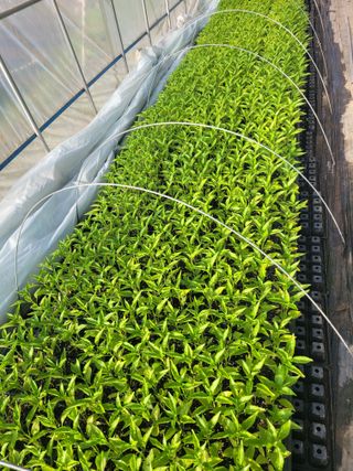 김선순(공룡자색마)님의 고추 · 영농일지 작성글 사진