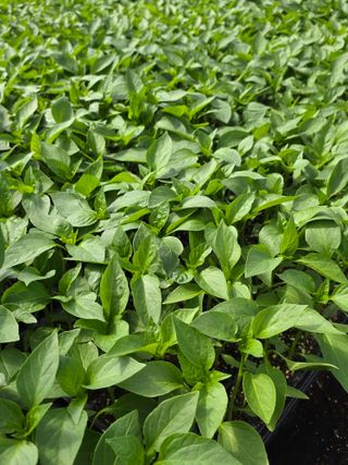 아셀모종님의 기타작물 · 영농일지 작성글 사진