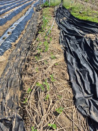 박순례님의 기타작물 · 영농일지 작성글 사진