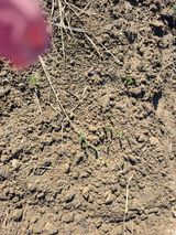 팜모닝 기타작물·영농일지 게시글 이미지