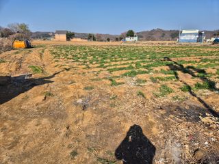 양홍주님의 고추 · 영농일지 작성글 사진