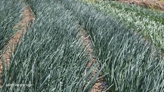 박용열조물주님 님의 기타작물 · 영농일지 작성글 사진