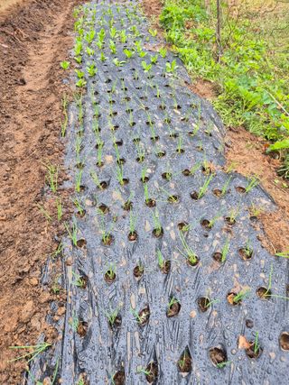 호랑이별님의 기타작물 · 영농일지 작성글 사진