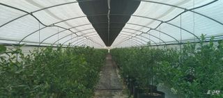 류근택님의 블루베리 · 영농일지 작성글 사진