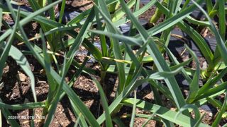 박용열조물주님 님의 기타작물 · 영농일지 작성글 사진