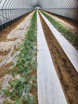 김저팔계님의 작성글 사진