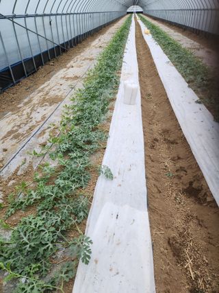 김저팔계님의 기타작물 · 영농일지 작성글 사진