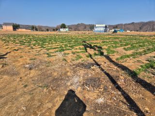 양홍주님의 고추 · 영농일지 작성글 사진