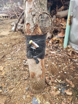 김용대님의 기타작물 · 영농일지 작성글 사진