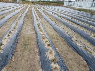 최남옥님의 기타작물 · 영농일지 작성글 사진