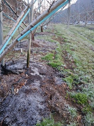 유종수님의 기타작물 · 영농일지 작성글 사진