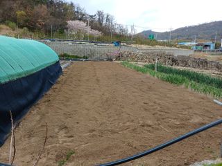 최정윤님의 고추 · 영농일지 작성글 사진