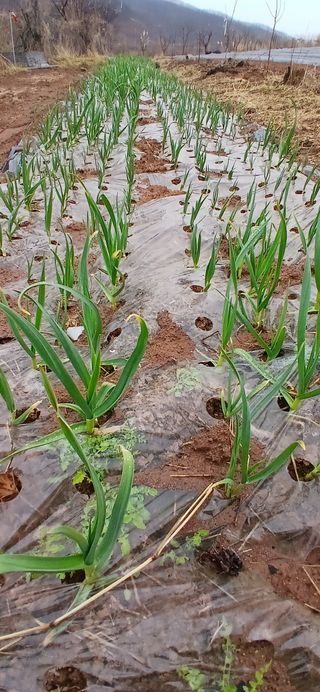 정연섭님의 기타작물 · 영농일지 작성글 사진