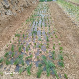 삼성농산님의 기타작물 · 영농일지 작성글 사진