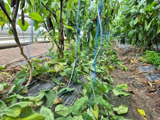 늘햇살팜 님의 기타작물 · 영농일지 작성글 사진