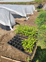 팜모닝 고추·영농일지 게시글 이미지