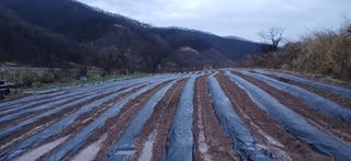 정연섭님의 기타작물 · 영농일지 작성글 사진