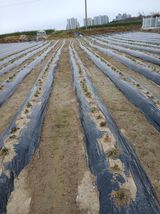 팜모닝 기타작물·영농일지 게시글 이미지