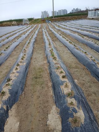 최남옥님의 기타작물 · 영농일지 작성글 사진