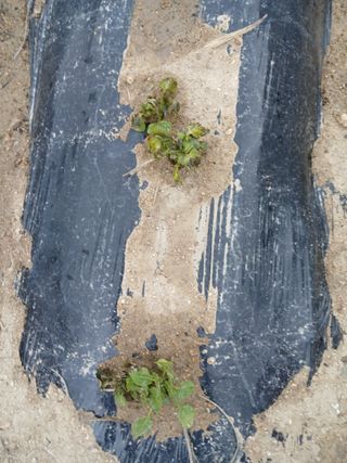 최남옥님의 기타작물 · 영농일지 작성글 사진