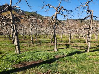 강대욱님의 사과 · 영농일지 작성글 사진