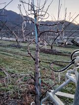 팜모닝 기타작물·영농일지 게시글 이미지