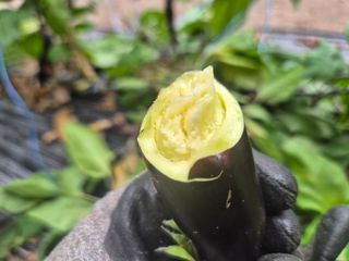 늘햇살팜 님의 기타작물 · 영농일지 작성글 사진