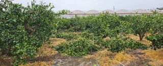 김형철님의 귤 · 영농일지 작성글 사진