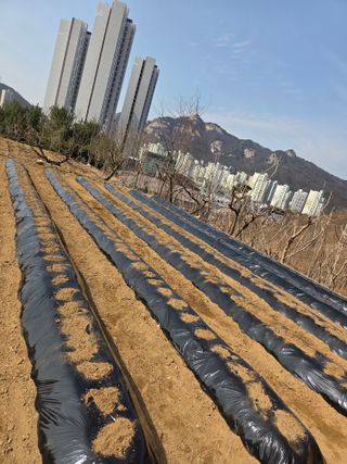 김팔열님의 마늘 · 영농일지 작성글 사진