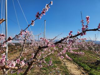 꿀복이농장님의 복숭아 · 영농일지 작성글 사진