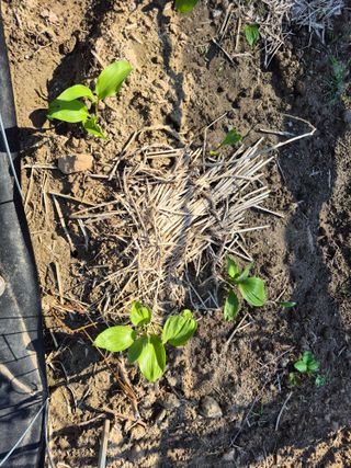 박순례님의 기타작물 · 영농일지 작성글 사진