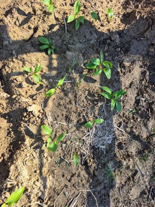 박순례님의 기타작물 · 영농일지 작성글 사진