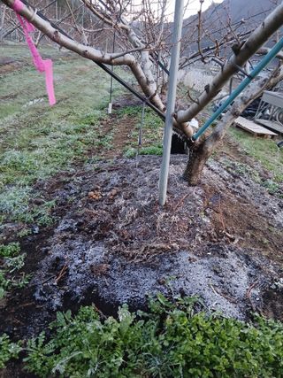 유종수님의 기타작물 · 영농일지 작성글 사진