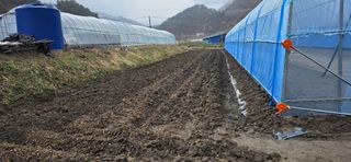 강연수님의 고추 · 영농일지 작성글 사진