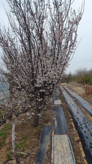 송완춘님의 기타작물 · 영농일지 작성글 사진