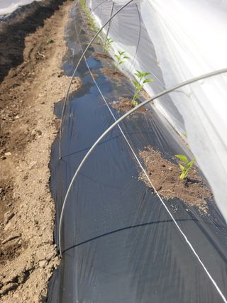 김선순(공룡자색마)님의 고추 · 영농일지 작성글 사진